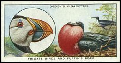 34 Frigate Birds and Puffin`s Beak